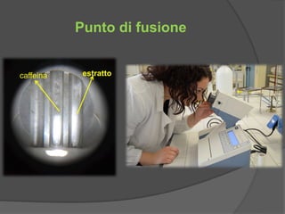 Punto di fusione 
caffeina estratto 
 