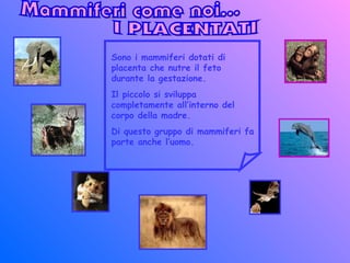 Sono i mammiferi dotati di
placenta che nutre il feto
durante la gestazione.
Il piccolo si sviluppa
completamente all’interno del
corpo della madre.
Di questo gruppo di mammiferi fa
parte anche l’uomo.
 