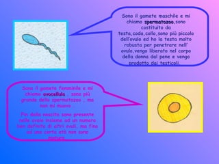Sono il gamete maschile e mi
chiamo spermatozoospermatozoo,sono
costituito da
testa,coda,collo,sono più piccolo
dell’ovulo ed ho la testa molto
robusta per penetrare nell’
ovulo,vengo liberato nel corpo
della donna dal pene e vengo
prodotto dai testicoli.
Sono il gamete femminile e mi
chiamo ovocellulaovocellula , sono più
grande dello spermatozoo , ma
non mi muovo .
Fin dalla nascita sono presente
nelle ovaie insieme ad un numero
ben definito di altri ovuli, ma fino
ad una certa età non sono
maturo.
 