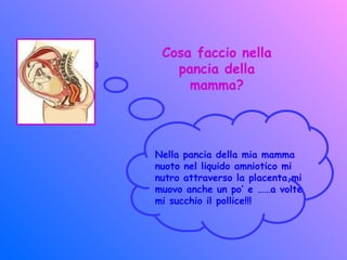 Cosa faccio nella
pancia della
mamma?
Nella pancia della mia mamma
nuoto nel liquido amniotico mi
nutro attraverso la placenta,mi
muovo anche un po’ e ……a volte
mi succhio il pollice!!!
 