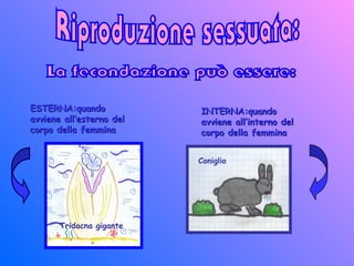 ESTERNA:quandoESTERNA:quando
avviene all’esterno delavviene all’esterno del
corpo della femminacorpo della femmina
INTERNA:quandoINTERNA:quando
avviene all’interno delavviene all’interno del
corpo della femminacorpo della femmina
Tridacna gigante
Coniglio
 