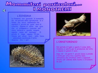 L’ECHIDNA
L’ORNITORINCO
La femmina non possiede le mammelle,
ma nel periodo della riproduzione le si
forma una sacca addominale che
ospiterà il piccolo nei primi mesi di
crescita . Depone di solito due uova
che si sviluppano e crescono nell'
utero materno e quando vengono
espulse vanno nel marsupio . Il
piccolo è lungo appena 15 mm
rimane per alcuni mesi nella tasca
addominale succhiando il latte
disperso tra i peli.
Nel periodo di luglio o agosto il corpo della
femmina si adatta per la produzione del latte
e depone in genere 2 uova.
Dopo 10 – 12 giorni il piccolo nasce e prende
il latte,per circa tre o quattro mesi,
attraverso due strutture simili a capezzoli
situate sull’ addome della madre e circondate
da peli.
 