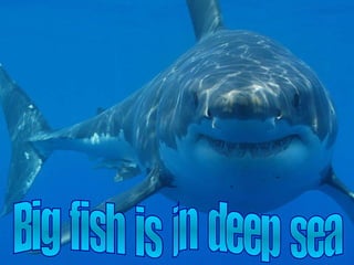 Big  fish  is  in  deep  sea 