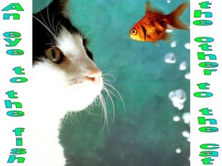 An eye to the fish the other to the cat 