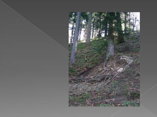 Progetto Pace A Prijedor   Presentazione