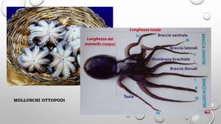 MOLLUSCHI OTTOPODI
 