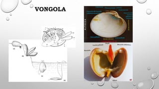 (a)
(b)
(c)
(d)
VONGOLA
l
g
c
r
s
tp.l
.
a.
a. i
n
g.d
.
p
i
g
o
m.
m. c
o
s.e
.
a
n
c
u a.p
.
s.i
.
 