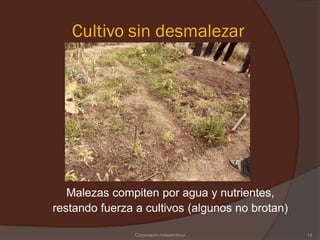 Cultivo sin desmalezar




   Malezas compiten por agua y nutrientes,
restando fuerza a cultivos (algunos no brotan)

                Corporación Indoamérica          14
 