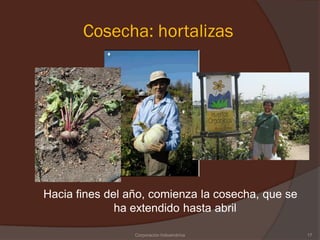 Cosecha: hortalizas




Hacia fines del año, comienza la cosecha, que se
              ha extendido hasta abril

                 Corporación Indoamérica           17
 