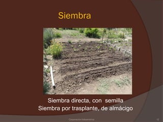 Siembra




   Siembra directa, con semilla
Siembra por trasplante, de almácigo
           Corporación Indoamérica    12
 