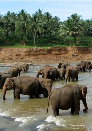 Eléphants d’Asie

13

c

wikipedia

 