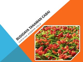 Program blue print