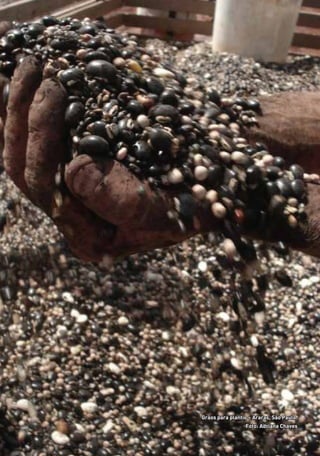 Grãos para plantio – Araras, São Paulo.
Foto: Adriana Chaves
01 - PROGRAMA DE EDUCAÇÃO.indd 26 19/02/2015 16:02:14
 