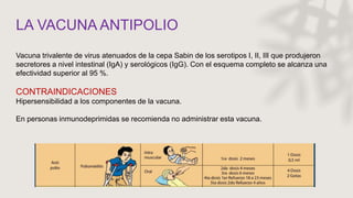 LA VACUNA ANTIPOLIO
Vacuna trivalente de virus atenuados de la cepa Sabin de los serotipos I, II, III que produjeron
secretores a nivel intestinal (IgA) y serológicos (IgG). Con el esquema completo se alcanza una
efectividad superior al 95 %.
CONTRAINDICACIONES
Hipersensibilidad a los componentes de la vacuna.
En personas inmunodeprimidas se recomienda no administrar esta vacuna.
 