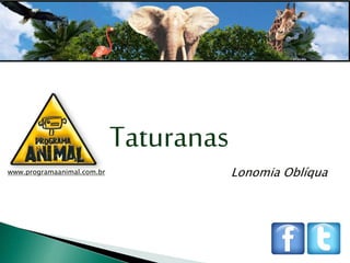 01
Taturanas
www.programaanimal.com.br Lonomia Oblíqua
 