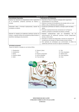 MINISTERIO DE EDUCACIÓN
UNIDAD DE CURRÍCULUM Y EVALUACIÓN
JUNIO 2011
43
Ejemplo de evaluación
Aprendizajes Esperados Indicadores de Evaluación
Explicar las relaciones de dependencia entre organismos
en un ecosistema, utilizando pirámides de materia y
energía.
• Describen el flujo de materia y energía entre organismos
representados en una pirámide.
• Explican el proceso de transferencia de energía entre un nivel
trófico y otro, en términos de su eficiencia.
Interpretar datos y formular explicaciones, usando los
conceptos en estudio.
• Construyen pirámides de materia y energía a partir de datos
dados.
• Formulan explicaciones de las variaciones en los flujos de
materia y energía en pirámides de materia y energía.
Describir el impacto de sustancias químicas nocivas en
tramas y cadenas tróficas de ecosistemas determinados e
identificar estrategias de prevención.
• Predicen consecuencias para el ecosistema, de la
bioacumulación de sustancias químicas nocivas (plaguicidas,
toxinas, entre otras).
• Describen el impacto de plaguicidas y toxinas en procesos de
transferencia de energía en determinadas tramas tróficas.
• Dan ejemplos de estrategias que contrarresten el efecto de
sustancias químicas nocivas en algunos ecosistemas.
Actividad propuesta
Flujos de materia y energía en una trama trófica.
1. Fitoplancton
2. Zooplancton
3. Petrel
4. Pingüino Adelia
5. Skúa
6. Calamar (jibia)
7. Pez
8. Pingüino emperador
9. Foca de Weddell
10. Foca de Ross
11. Pez
12. Foca cangrejera
13. Ballena azul
14. Foca Leopardo
15. Orca
 