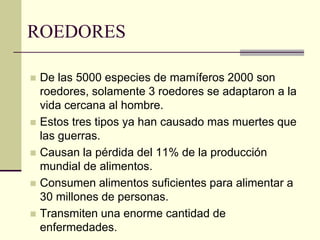 ROEDORES
◼ De las 5000 especies de mamíferos 2000 son
roedores, solamente 3 roedores se adaptaron a la
vida cercana al hombre.
◼ Estos tres tipos ya han causado mas muertes que
las guerras.
◼ Causan la pérdida del 11% de la producción
mundial de alimentos.
◼ Consumen alimentos suficientes para alimentar a
30 millones de personas.
◼ Transmiten una enorme cantidad de
enfermedades.
 
