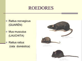 ROEDORES
◼ Rattus norvegicus
(GUARÉN)
◼ Mus musculus
(LAUCHITA)
◼ Rattus rattus
(rata doméstica)
 