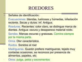 ROEDORES
◼ Señales de identificación:
- Evacuaciones: blandas, lustrosas y húmedas, infestación
reciente. Secas y duras: inf. Antigua.
- Roeduras. Recientes: color claro, se distingue marca de
dientes. Antigua: oscura y desaparece material roido.
- Sendas. Marcas oscuras y grasosas. Camina siempre
por la misma parte.
- Orina. Olor característico.
- Ruidos. Sonidos al roer
- Madrigueras. Guarén prefiere madrigueras, tejado muy
contadas ocasiones, se reconoce por presencia de
alimentos, papeles, etc.
- Otros: pulga, pelos y excrementos
 
