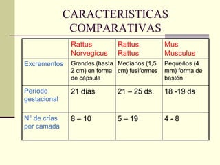 CARACTERISTICAS
COMPARATIVAS
Rattus
Norvegicus
Rattus
Rattus
Mus
Musculus
Excrementos Grandes (hasta
2 cm) en forma
de cápsula
Medianos (1,5
cm) fusiformes
Pequeños (4
mm) forma de
bastón
Período
gestacional
21 días 21 – 25 ds. 18 -19 ds
N° de crías
por camada
8 – 10 5 – 19 4 - 8
 