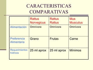 CARACTERISTICAS
COMPARATIVAS
Rattus
Norvegicus
Rattus
Rattus
Mus
Musculus
Alimentación Omnívora Omnívora Omnívora
Preferencia
Alimentaria
Grano Frutas Carne
Requerimientos
hídricos
25 ml aprox 25 ml aprox Mínimos
 