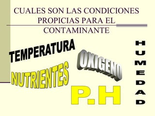 CUALES SON LAS CONDICIONES
PROPICIAS PARA EL
CONTAMINANTE
 