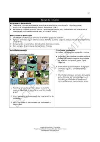 64



                                          Ejemplo de evaluación

Objetivos de Aprendizaje
 Observar y comparar animales de acuerdo a características como tamaño, cubierta corporal,
   estructuras de desplazamiento y hábitat, entre otras. (OA 2)
 Reconocer y comparar diversas plantas y animales de nuestro país, considerando las características
   observables, proponiendo medidas para su cuidado. (OA 5)

Indicadores de Evaluación
  Identifican características comunes de distintos grupos de animales.
  Agrupan animales según criterios dados (tamaño, cubierta corporal, estructuras de desplazamiento,
   entre otros).
  Comparan las características del hábitat de distintos animales.
  Dan ejemplos de animales y plantas típicas chilenas.

Actividad propuesta                                                Criterios de evaluación:
                                                                   Al evaluar, considerar los siguientes criterios:
Observa los siguientes animales:
                                                                      Evidencian que clasifica animales según el
                                                                       criterio de cubierta corporal al agruparlos
                                                                       en animales con plumas, pelos y piel
                                                                       desnuda.

                                                                      Demuestran que son capaces de agrupar
                                                                       animales según su hábitat terrestre o
                                                                       marino.

                                                                      Manifiestan distinguir animales de nuestro
                                                                       país, al marcar por ejemplo el puma, el
                                                                       lobo de mar, el cóndor, el pingüino, el
                                                                       zorro, el flamenco, huemul, entre otros.



1. Recorta y agrupa los animales según su cubierta
   corporal. ¿Qué tipo de cubierta corporal tiene cada
   grupo?

2. Ahora agrupa los animales según las características de
   su hábitat.

3. Marca con una cruz los animales que pertenecen a
   nuestro país.




                                        Unidad de Currículum y Evaluación
                               Programas de Estudio Ciencias Naturales Primero Básico
                                          Aprobado por CNED sept 2012
 