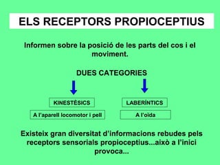 ELS RECEPTORS PROPIOCEPTIUS
Informen sobre la posició de les parts del cos i el
moviment.
DUES CATEGORIES
KINESTÈSICS LABERÍNTICS
Existeix gran diversitat d’informacions rebudes pels
receptors sensorials propioceptius...això a l’inici
provoca...
A l’aparell locomotor i pell A l’oïda
 