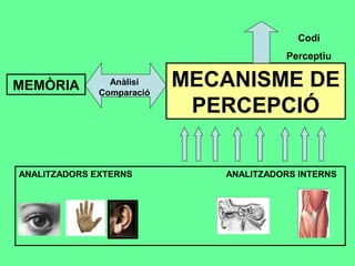 MECANISME DE
PERCEPCIÓ
ANALITZADORS EXTERNS ANALITZADORS INTERNS
Anàlisi
Comparació
MEMÒRIA
Codi
Perceptiu
 