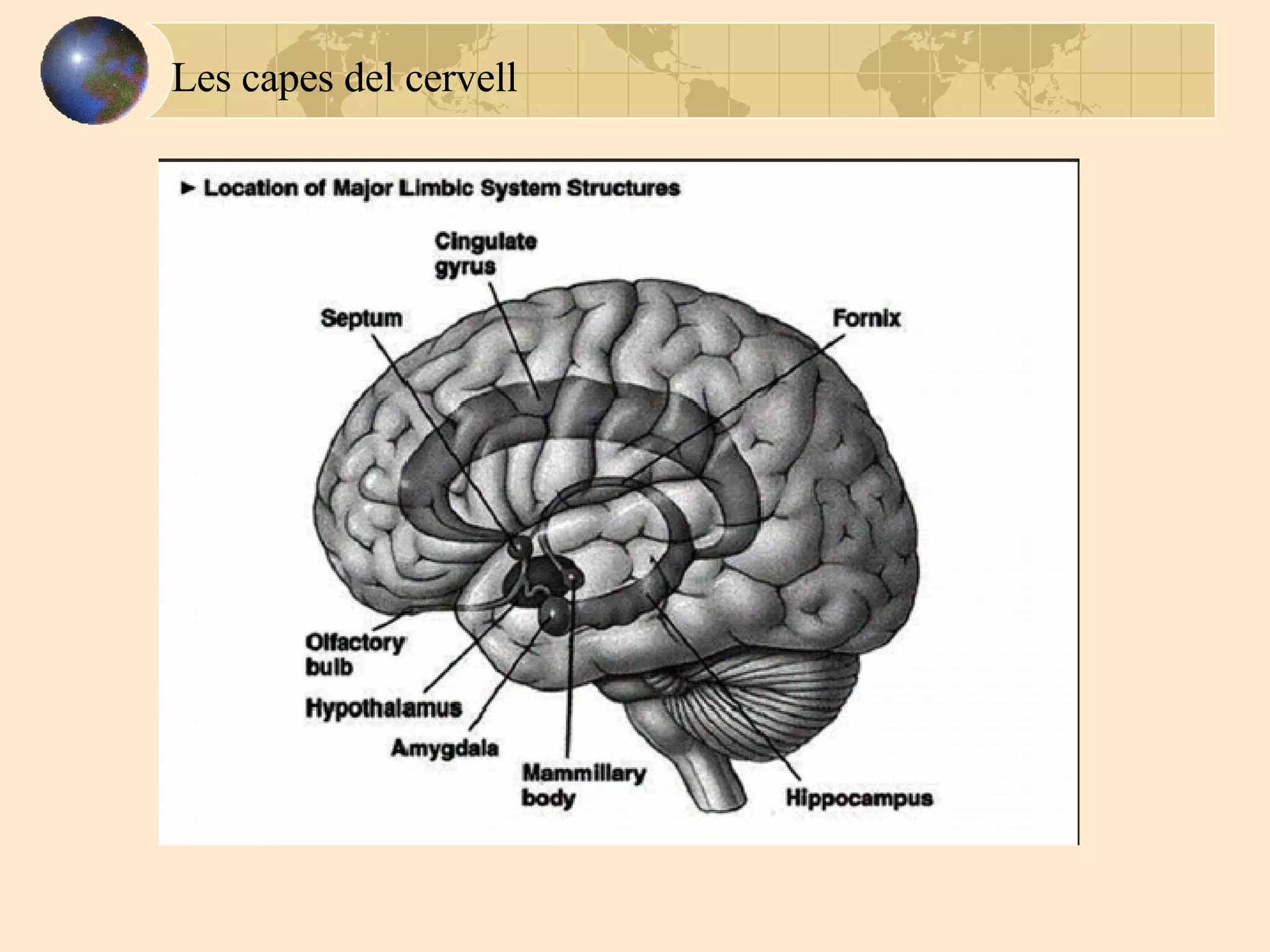 Les capes del cervell 