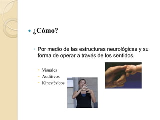 ¿Cómo?Por medio de las estructuras neurológicas y su forma de operar a través de los sentidos.VisualesAuditivosKinestésicos