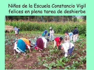 Niños de la Escuela Constancio Vigil
felices en plena tarea de deshierbe
 