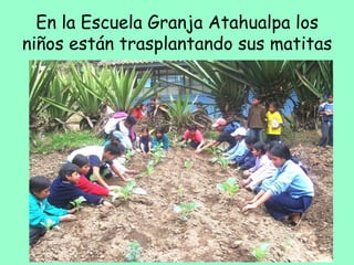 En la Escuela Granja Atahualpa los
niños están trasplantando sus matitas
 