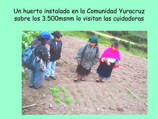 Un huerto instalado en la Comunidad Yuracruz
sobre los 3.500msnm lo visitan las cuidadoras
 