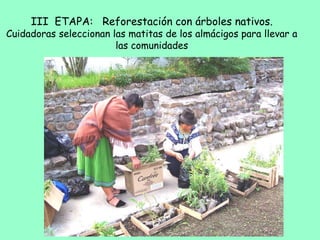 III ETAPA: Reforestación con árboles nativos.
Cuidadoras seleccionan las matitas de los almácigos para llevar a
las comunidades
 