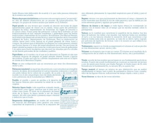 Programa De 4 (Segunda VersióN)