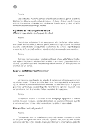 140



      Controle

      Não existe até o momento controle eficiente com inseticidas, porém o controle
biológico tem sido uma boa alternativa, desde que a infestação esteja no início. Os inimigos
naturais normalmente são obtidos em instituições de pesquisa, onde, por intermédio de
laboratório, são obtidos os inimigos naturais.

Cigarrinha-da-folha e cigarrinha-da-raiz
(Mahanarva posticata e Mahanarva fibriolata)

      Prejuízos

      Os adultos de ambas as espécies, ao sugarem a seiva das folhas, injetam toxinas,
que causam amarelecimento e posterior queima, reduzindo a capacidade de fotossíntese
da planta e trazendo como conseqüência o encurtamento dos entrenós e a perda de peso
e açúcar. As ninfas, ao se alimentarem, não injetam toxinas, causando menos prejuízos.

      Controle

      O controle mais recomendado é o biológico, utilizando o fungo Metarhizium anisopliae,
aplicando-se 100g/ha em canaviais. Com inseticidas, o produto atinge principalmente os
adultos, cuja pulverização deve ser feita com produtos seletivos, e a aplicação deve ser
orientada por um técnico.

Lagartas desfolhadeiras (Mocis latipes)

      Prejuízos

     Normalmente, essas lagartas são oriundas de pastagens próximas ou aparecem em
canaviais com muita infestação de plantas daninhas, e passam para as folhas da cana-de-
açúcar. Quando as folhas mais novas são destruídas por altas infestações, os prejuízos
podem ser significativos, provocando perdas no rendimento agrícola e industrial. Se as
canas estiverem mais desenvolvidas, há boa capacidade de recuperação.

      Controle

      Normalmente, quando se observa o ataque desta praga, a população já está em
declínio, não sendo necessária a aplicação de inseticida. Nas canas recém-brotadas, quando
o ataque e percebido logo no início, a aplicação de inseticidas é recomendada.

Elasmo (Elasmopalpus lignosellus)

      Prejuízos

      Os ataques ocorrem com maior intensidades em solos arenosos e durante o período
de estiagens. As lagartas atacam os brotos na região da base, rente ao solo, abrindo
galerias ao redor das regiões atacadas. Os prejuízos são maiores em cana-planta, podendo
 