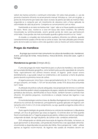 162



soltem da maniva-semente e continuem enterradas. Em solos mais pesados, o uso da
picareta é bastante eficiente no arrancamento manual. Introduz-se, com um só golpe, a
ponta do instrumento por baixo das raízes na base da planta (ao lado da maniva-mãe),
erguendo-se o conjunto por um movimento de alavanca com a força aplicada na
extremidade do cabo da picareta. Completa-se o arrancamento com as mãos.
      Examinando-se as raízes na maniva-mãe “cepa” sabe-se se houve quebra ou ausência
de raízes. Neste caso, revolve-se a cova em busca das raízes restantes. Na colheita
mecanizada ou semimecanizada, ocorre grande perda de raízes que permanecem
enterradas. Essas perdas são mais acentuadas quando a gleba encontra-se no “mato”.
      A enxada e o enxadão são instrumentos auxiliares eficientes na colheita, quando
convenientemente usados a fim de não se cortar as raízes. São mais utilizados para remover
parte da terra sobre as raízes e entre elas quando o solo se mostra um tanto endurecido.


Pragas da mandioca

       As pragas que ocorrem mais comumente na cultura da mandioca são: mandarová,
ácaros, percevejo-de-renda, mosca-branca, mosca-do-broto, broca-do-caule, cupins e
formigas.

Mandarová ou gervão (Erinnyis ello (L).

       É uma das pragas de maior importância para a cultura da mandioca, não somente
por sua ampla distribuição geográfica, como também pela sua alta capacidade de consumo
foliar, especialmente nos últimos ínstares larvais. A lagarta pode causar severo
desfolhamento, o que pode reduzir os rendimentos e até ocasionar a morte de plantas
jovens durante os primeiros meses de cultivo.
      A lagarta passa por cinco fases e dura aproximadamente de 12 a 15 dias, período
em que consome, em média, 1.107 cm² de área foliar, sendo 75% dessa área consumida
no 5° instar.
      A utilização de práticas culturais adequadas, boa preparação do terreno e o controle
de ervas daninhas podem reduzir as populações de pupas e adultos do mandarová. Inspeções
periódicas das lavouras, identificando os focos iniciais, também tornam o controle mais
eficiente. Em plantios pequenos, recomenda-se a catação manual das lagartas e sua
destruição.
      O inseticida biológico seletivo à base de Bacillus thuringiensis tem mostrado grande
eficiência no controle do mandarová, principalmente quando aplicado em lagartas com
tamanho entre 5 mm e 3,5 cm de comprimento, ou seja, quando as lagartas estão entre o
1° e 3° ínstares.
      Outro agente biológico de grande eficiência no controle do mandarová é o Baculovirus
erinnyis, um vírus de granulose que ataca as lagartas. O controle deve ser feito quando
forem encontradas de 5 a 7 lagartas pequenas por planta, embora esse número seja flexível,
a depender da idade, do vigor da planta, da cultivar e das condições ambientais.
      O B. erinnyis pode ser obtido pela maceração de lagartas infectadas, na lavoura, as
quais apresentam-se descoradas, com perda dos movimentos e da capacidade alimentar,
encontrando-se dependuradas nos pecíolos das folhas. Para o preparo da “calda”, utilizar
apenas as lagartas recém-mortas. As lagartas não usadas de imediato devem ser
 