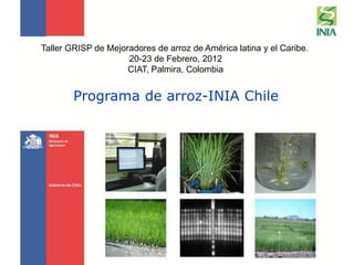 Taller GRISP de Mejoradores de arroz de América latina y el Caribe.
                     20-23 de Febrero, 2012
                     CIAT, Palmira, Colombia


        Programa de arroz-INIA Chile
 