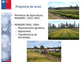 Programa de arroz


• Ministerio de Agricultura,
  MINAGRI: 1953-1963.

• MINAGRI-INIA, 1964-
   – Mejoramiento genético.
   – Agronomía.
   – Transferencia de
     tecnología.
 