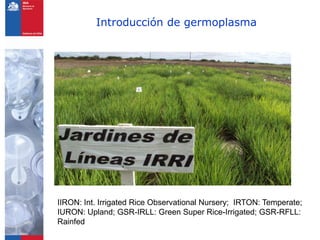 Introducción de germoplasma




IIRON: Int. Irrigated Rice Observational Nursery; IRTON: Temperate;
IURON: Upland; GSR-IRLL: Green Super Rice-Irrigated; GSR-RFLL:
Rainfed
 