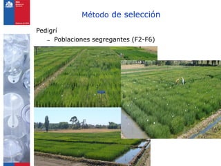 Método de selección

Pedigrí
   – Poblaciones segregantes (F2-F6)
 