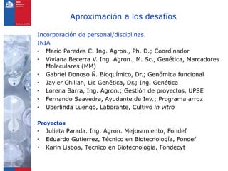 Aproximación a los desafíos

Incorporación de personal/disciplinas.
INIA
• Mario Paredes C. Ing. Agron., Ph. D.; Coordinador
• Viviana Becerra V. Ing. Agron., M. Sc., Genética, Marcadores
   Moleculares (MM)
• Gabriel Donoso Ñ. Bioquímico, Dr.; Genómica funcional
• Javier Chilian, Lic Genética, Dr.; Ing. Genética
• Lorena Barra, Ing. Agron.; Gestión de proyectos, UPSE
• Fernando Saavedra, Ayudante de Inv.; Programa arroz
• Uberlinda Luengo, Laborante, Cultivo in vitro

Proyectos
•   Julieta Parada. Ing. Agron. Mejoramiento, Fondef
•   Eduardo Gutierrez, Técnico en Biotecnología, Fondef
•   Karin Lisboa, Técnico en Biotecnología, Fondecyt
 