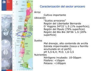 Caracterización del sector arrocero
Arroz
        Cultivo importante
Ubicación
        “Suelos arroceros”
        Región del Libertador Bernardo
        O`Higgins 34º33`L.S (1% superficie);
        Región del Maule (79% superficie)
        Región del Bío Bío 36º36`L.S (20%
        superficie)

Suelos
        Mal drenaje, alto contenido de arcilla
        Estrata impermeable (tosca o fierrillo
        acumulado en el perfil)
        pH 5,5-6,4; M.O. 1,6-3,5
Nutrientes
        Nitrógeno incubado: 10-50ppm
        Fósforo: <10ppm
        Potasio: <100ppm
 
