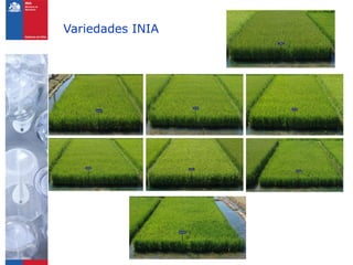 Variedades INIA
 