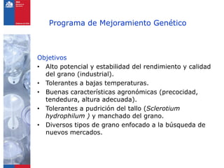 Programa de arroz Inia Chile