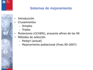 Programa de arroz Inia Chile