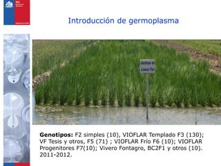 Programa de arroz Inia Chile