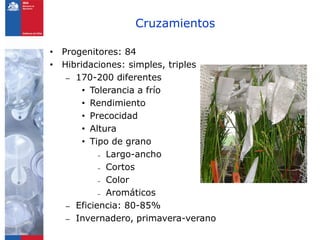 Programa de arroz Inia Chile