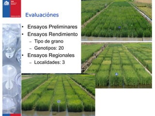 Programa de arroz Inia Chile